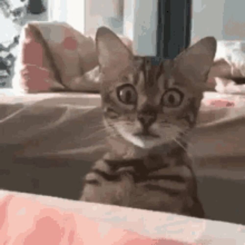 Meet your Posher, Jj